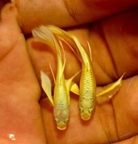 Cá 7 màu Full Gold