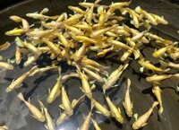 Cá 7 màu guppy Full Gold Vàng