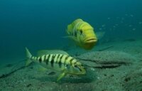 Cá Ali Hoàng Đế – Emperor Cichlid