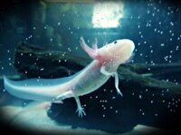 Cá Axolotl Khủng Long 6 Sừng