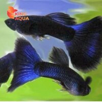 Cá bảy màu blue tarzan