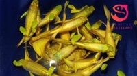 Cá bảy màu Full gold