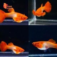 Cá bảy màu koi đỏ (Full tai bơi)