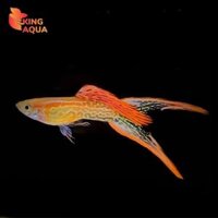 Cá bảy màu rừng mắt đỏ