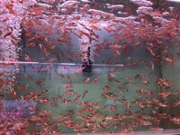CÁ BẢY MÀU RỪNG