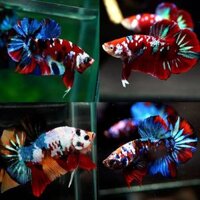 Cá Betta Koi Galaxy Thái Nhập