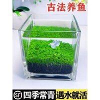 Cá Betta Thái Mới Thích Hợp Cho Cá Bể Thủy Tinh Sinh Thái Phòng Khách Sáng Tạo Nhà Bàn Cây Nước Nhỏ Bộ Cảnh Quan