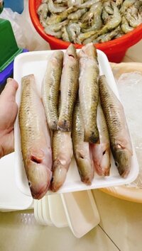 Cá bống cát (kg)