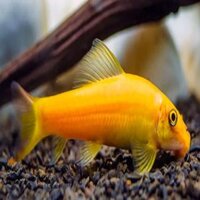 CÁ BỐNG VÀNG ( CON )