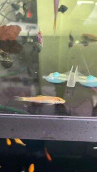 Cá bống vàng(1con)