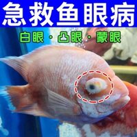 Cá Cá Vàng Mắt Trắng Cá Rọc Bịt Mắt Mắt Trắng Máu Chuyên Dụng Sưng Máu Đầy Trang Trí Cá Mù Mắt Trắng