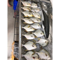 Cá Chim Trắng ( 700-900g / con )