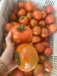 Cà chua BEEF Đà Lạt