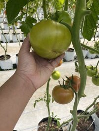 Cà chua beef lâm đồng