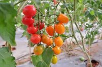 Cà chua bi – 500g