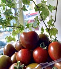 cà chua socola Đà Lạt