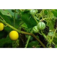 Cà Đắng Tây Nguyên  ( 1kg) (bao đổi trả) SP có bảo hành