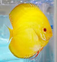 Cá đĩa bồ câu vàng size 8