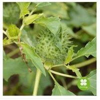 Cà độc dược (gói 1kg khô) - LCS281