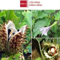 Cà độc dược khô thượng hạng Sasuke 1kg tác dụng tốt hen xuyễn, đau thần kinh toạ, xương khớp