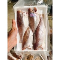 Cá đù 1 nắng nguyên con size to