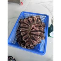 Cá đuối nghệ phơi khô 1kg