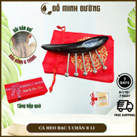 Cá Heo 5 Chân Bi Bạc-Sừng Chải Thông Kinh Lạc - Diện Chẩn