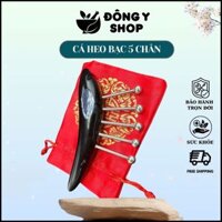 Cá Heo Sừng Bạc 5 Chân Bi Bạc 8li Trục Hàn Thiết Bị Diện Chẩn