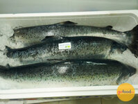 Cá hồi hữu cơ Nauy nguyên con tươi - Organic Salmon Fresh