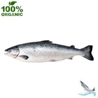 Cá Hồi Nguyên Con Đông Lạnh Organic