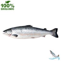 Cá Hồi Nguyên Con Đông Lạnh Organic