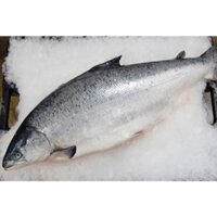 Cá Hồi SaPa Nguyên Con (Chỉ Giao Vĩnh phúc )