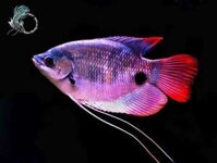 Cá hồng kỳ phát tài - cá tai tượng đuôi đỏ