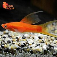 Cá kiếm đỏ - Song kiếm đỏ mắt đen