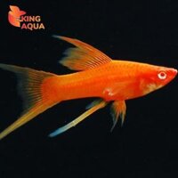 Cá kiếm đỏ - Song kiếm mắt đỏ (Size bé)