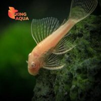 Cá Longfin 24k vàng( size 4-5cm) KAF