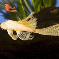 Cá longfin vàng (Size 5-6) KAF