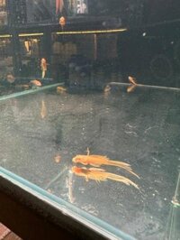 Cá Longfin vàng vây dài