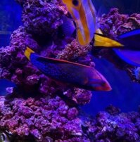 Cá Mó Bảy Màu - Red Coris Wrasse - Coris gaimard