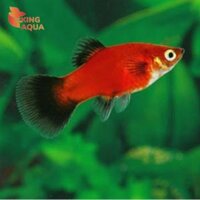 Cá mún đỏ đuôi đen