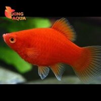 Cá mún đỏ (Full)