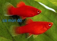 Cá mún đỏ nhỏ 1con