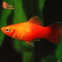 Cá mún hạt lựu (size mini)