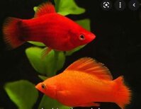 Cá mún hạt lựu