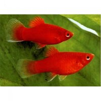 Cá mún hạt lựu