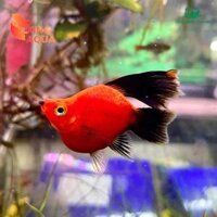 Cá mún lửa short size bé