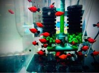 Cá mún lửa short(1con)