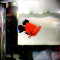 CÁ MÚN SHORT THƯỜNG