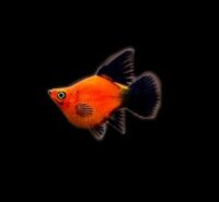 CÁ MÚN SUPER SHORT