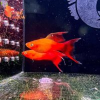 Cá mún uyên ương cao kì